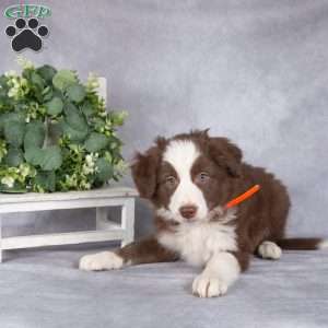 Brooke, Border Collie Puppy